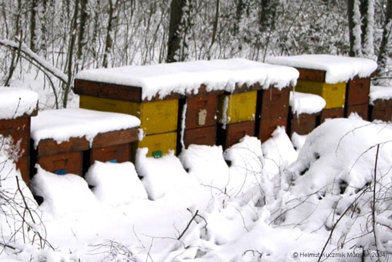 Bienenstand im Schnee